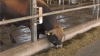 ANT, tăiat drastic! Crescătorii de bovine se tem că nu vor supraviețui