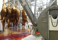 2017: Au fost abatorizate mai multe porcine, ovine și caprine