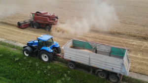 Prețul grâului românesc, în creștere. Piața florii-soarelui se mișcă în sus. Porumbul se vinde cu 735-780 lei/tonă