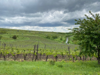 „Evadare în Dealu Mare 2021”, două zile în natură, aer liber și vinuri bune