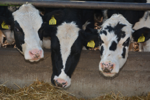 Ajutorul de stat în sectorul creșterii animalelor, prelungit până la 31 decembrie 2022