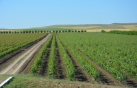 Sectorul vitivinicol merită să stea pe picioarele lui, nu cu mâna întinsă