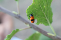 Inedit! Gândacul de furnici (Clytra laeviuscula) atacă prunul tânăr