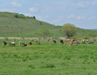 De la 1 septembrie, crescătorii de bovine și suine vor putea solicita ajutorul de stat