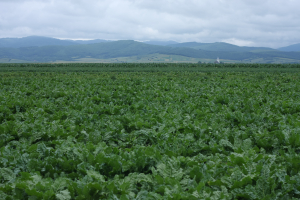 Sprijinul cuplat în sectorul vegetal pentru anul de cerere 2022, în dezbatere publică