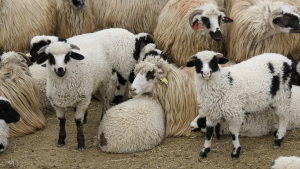 Uniunea Oierilor susține protestul fermierilor și solicită reluarea de urgentă a exporturilor de ovine
