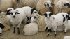 Uniunea Oierilor susține protestul fermierilor și solicită reluarea de urgentă a exporturilor de ovine