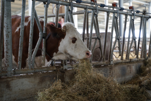 Sprijin pentru crescătorii români de animale cerut Comisiei Europene