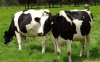 Începând cu 22 martie 2016 se pot depun cereri pentru ajutorul excepțional destinat fermierilor din sectorul laptelui și produselor lactate