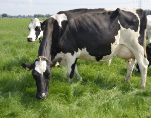 România cere bani din rezerva agricolă a UE, pentru producătorii de lapte