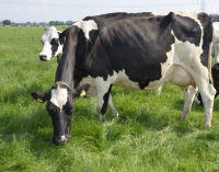 România cere bani din rezerva agricolă a UE, pentru producătorii de lapte