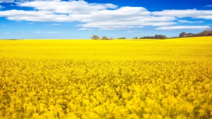 Potențialul de producție trebuie susținut de o multitudine de caracteristici