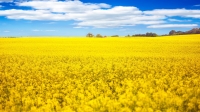 Potențialul de producție trebuie susținut de o multitudine de caracteristici