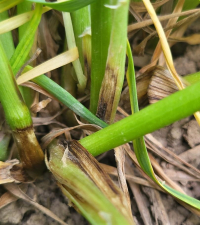 În culturile de cereale au apărut primele infecții produse de fungul Rhizoctonia cerealis