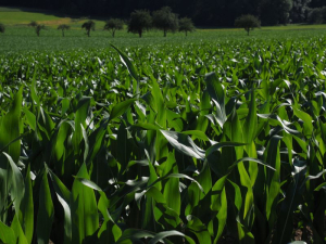 Fermierii au un nou aliat împotriva sfredelitorului porumbului, insecticidul Mimic de la Summit Agro