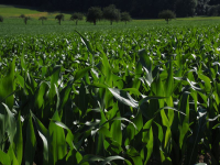 Fermierii au un nou aliat împotriva sfredelitorului porumbului, insecticidul Mimic de la Summit Agro