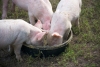 Vrancea: furajele, vector de transmitere a virusului pestei porcine africane