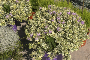 DR-18: Sprijin financiar de 100.000 de euro/proiect pentru floricultură, plante medicinale și aromatice, de la 1 septembrie