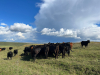 Cooperativa Transylvania Premium Angus, o afacere profitabilă și sănătoasă