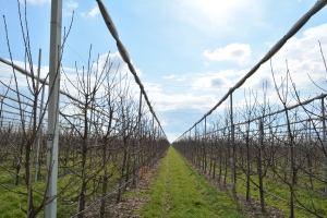 Conferința Pomiculturii Românești, ediția a VII-a