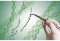 Syngenta oferă drepturi la tehnologiile de editare a genomului și de ameliorare, cu scopul de a stimula inovația
