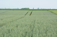 Portofoliu adaptat la contextul actual al pieței. La un deceniu de la lansarea brandului ADAMA, compania pregătește cinci produse noi pentru fermierii din România