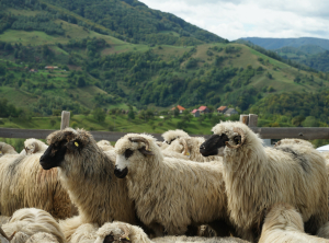 „Sărbătoarea Crescătorilor de Animale” în județul Cluj, la Soporu de Câmpie