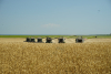 Finanțator al agriculturii românești, Agricover raportează profit în creștere și consolidarea cotei în piața de finanțare, în primele șase luni din 2025