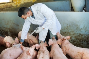 Exterminarea porcilor din Tulcea continuă. Genocidul animal, demarat de autoritățile competente și la un depozitar tulcean