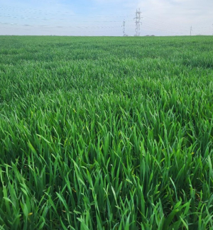 Totul despre septorioza grâului (Septoria tritici)