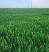Totul despre septorioza grâului (Septoria tritici)
