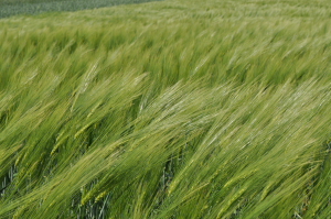 Cultura orzului de bere, profitabilă doar prin acordarea unui sprijin cuplat agricultorilor