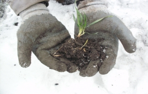 Controlul semănăturilor de rapiță, grâu și orz la ieșirea din iarnă. „Știm dacă plantele au pierit și dacă putem interveni pentru a fertiliza culturile”, Marian Pană, consultant tehnic