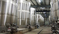 Vin bulgăresc, neconform (LCCCIV, Valea Călugărească)