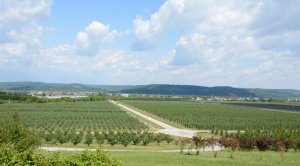 Condiționarea, depozitarea și procesarea produselor agricole și pomicole. AFIR lansează sesiunea de primire a cererilor de finanțare pentru intervenția DR-22