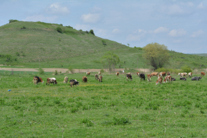 Crescătorii de bovine, porcine și păsări pot depune cererile pentru ajutorul de stat, din 26 aprilie 2022