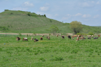 Crescătorii de bovine, porcine și păsări pot depune cererile pentru ajutorul de stat, din 26 aprilie 2022