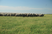 Cadrul general de implementare a intervențiilor PNS 2023-2027 din sectoarele vegetal și zootehnic, în dezbatere publică