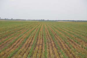Aproape 38 de milioane de euro pentru asigurarea producției agricole și pentru grupurile de producători, de la sfârșitul lui iulie