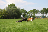 Mai mulți bani pentru crescătorii de taurine