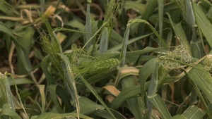 Produsele false, chilipiruri care pun în pericol culturile agricole, solul și sănătatea consumatorilor
