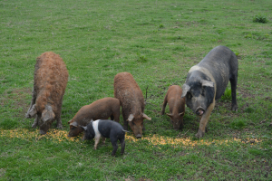 1.200 lei/scroafă/an, ajutorul de minimis pentru crescătorii de porci Mangalița și Bazna