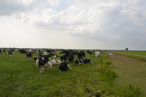SCZ 2022, aprobat. Crescătorii de animale primesc, în premieră anul acesta, avansul APIA