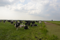 SCZ 2022, aprobat. Crescătorii de animale primesc, în premieră anul acesta, avansul APIA
