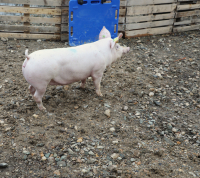 România, dependentă de importurile de carne de porc. Producătorii cer măsuri urgente pentru controlul PPA