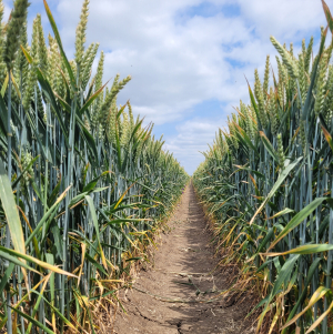 Impactul agriculturii regenerative asupra sănătății solului, a producției agricole, dar și asupra veniturilor și bunăstării fermierilor