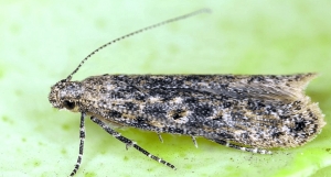 Varianta vegetală a pestei porcine africane generează probleme legumicultorilor