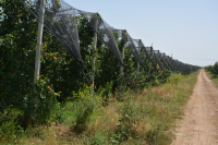 Cererile de finanțare pentru sectoarele agricol și pomicol, submăsurile 16.4 și 16.4a, se pot depune până la 31 martie 2022