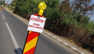 În Brăila crește numărul focarelor de pestă porcină africană