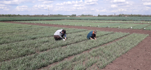 SCDA Lovrin tinde să devină Institut de Cercetare în Biotehnologii Agricole